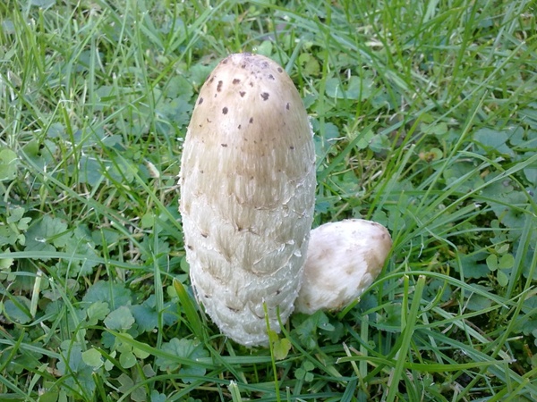 mushroom garden grass