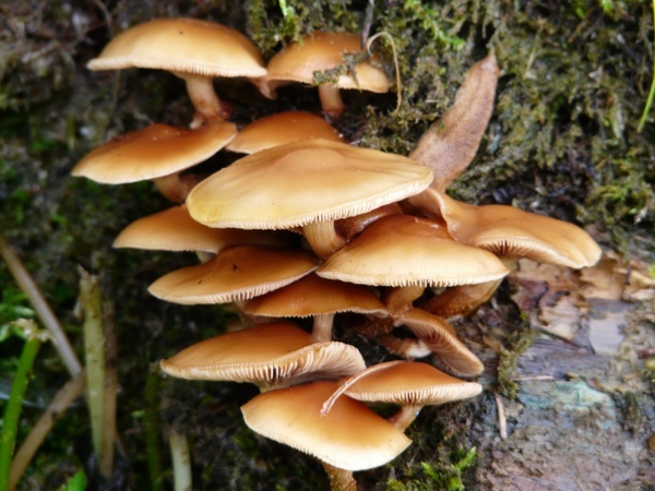 mushroom general samtfu