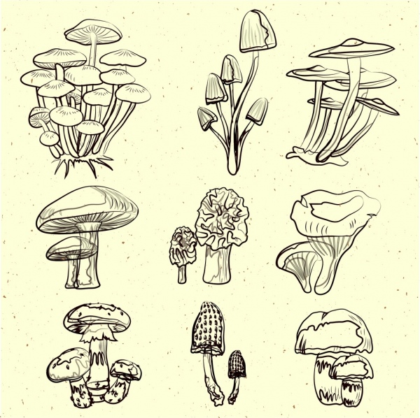 mushroom icons collection black white handdrawn sketch 