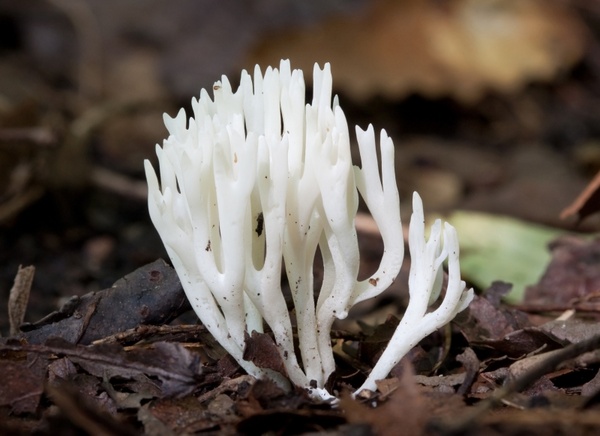 mushroom meadow coral chanterelle