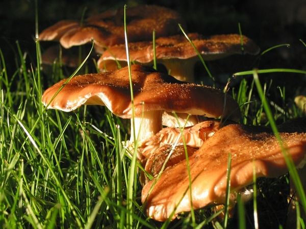 mushroom nature autumn