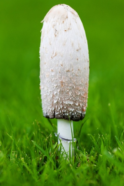 mushroom on grass