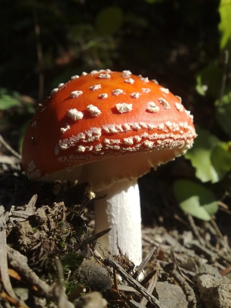 mushroom red white