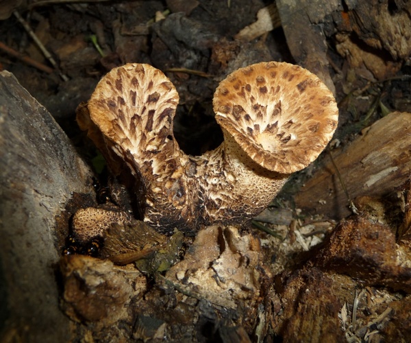 mushroom reishi scaly ovinus 