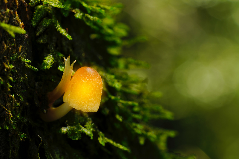 mushroom scene picture tiny closeup 