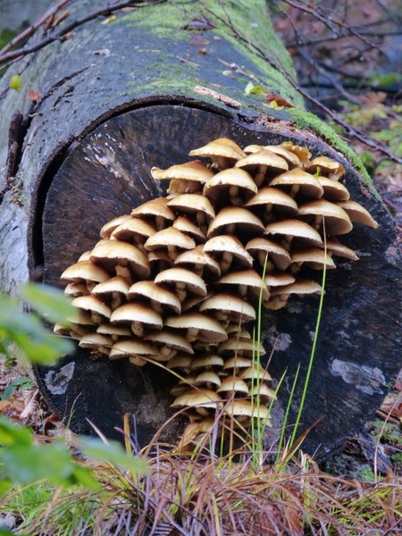 mushroom toxic mushrooms