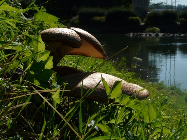 mushroom tree fungus bank