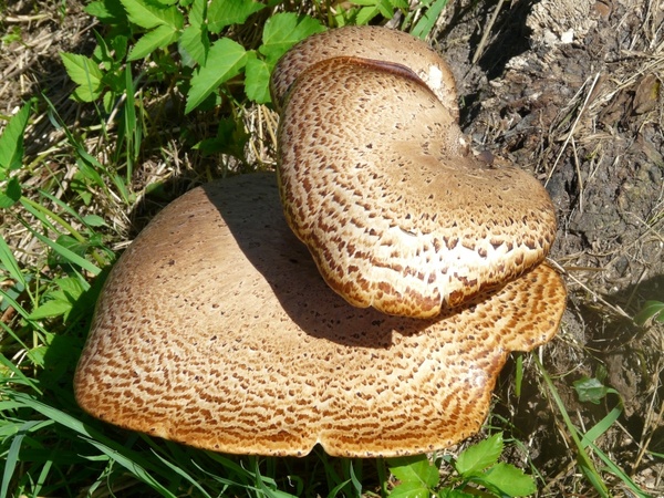 mushroom tree fungus polyporus squamosus stalk