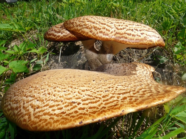 mushroom tree fungus polyporus squamosus stalk