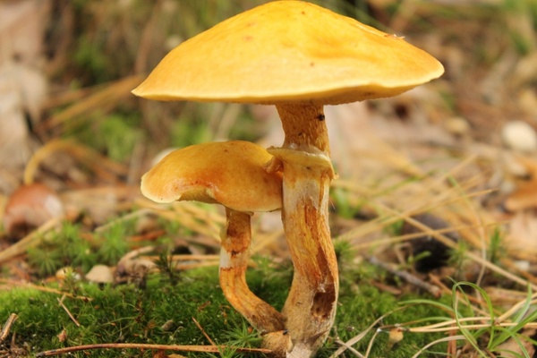 mushrooms autumn mushroom