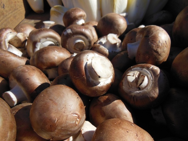 mushrooms brown mushrooms close-up