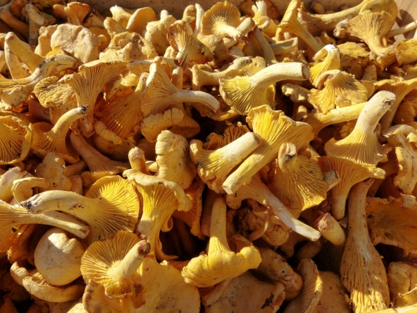 mushrooms chanterelles market 