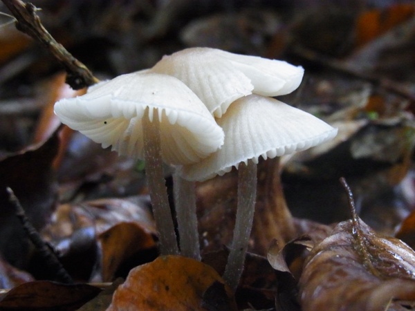 mushrooms ground nature