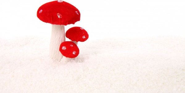 mushrooms in snow