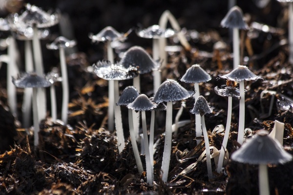 mushrooms mushroom back light