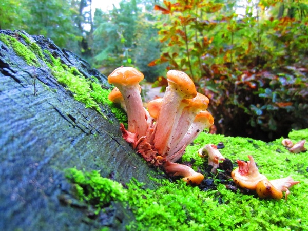 mushrooms park forest