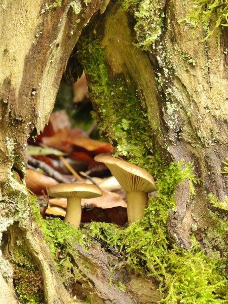 mushrooms plant forest