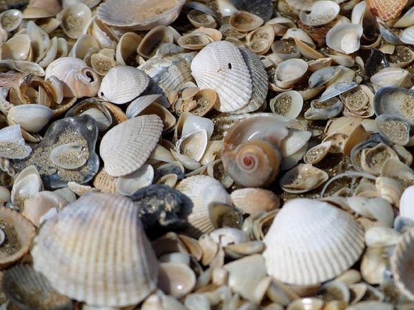 mussels mussel shells shells