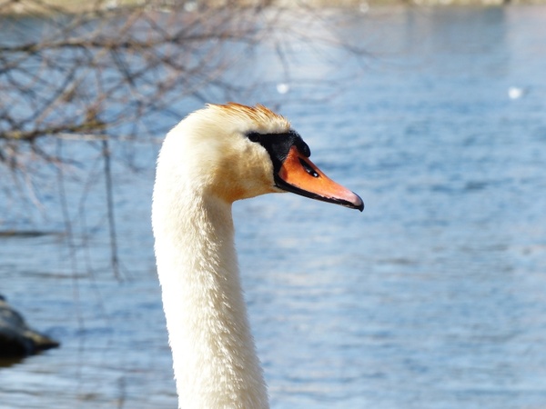 mute swan swan bird