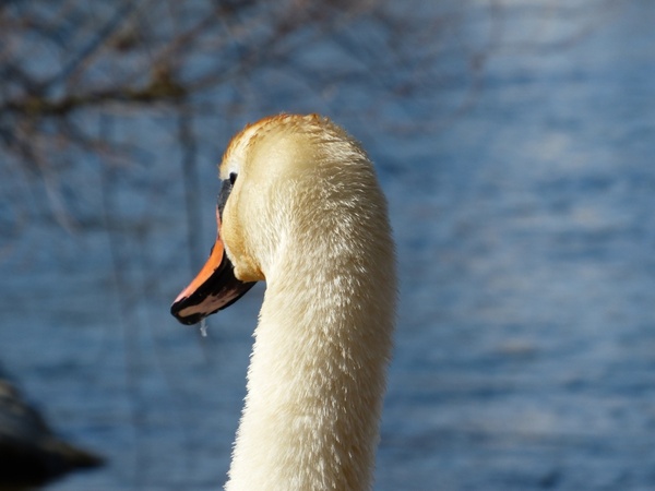 mute swan swan bird