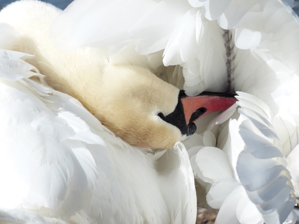 mute swan swan clean
