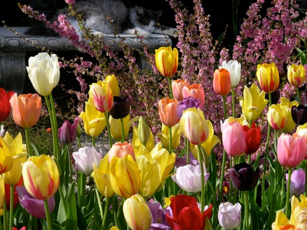 Free photos tulip garden photos free download 3,755 .jpg files