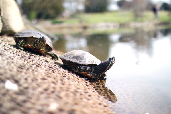 my new turtle friends 