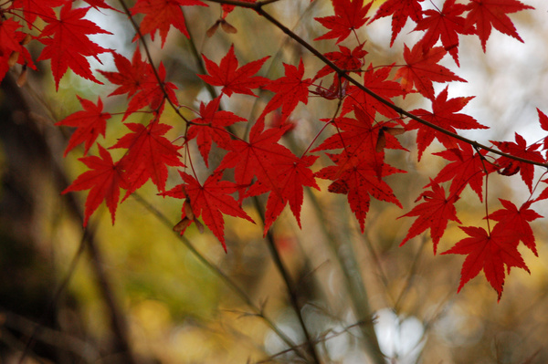 nagasaki autumn leaf
