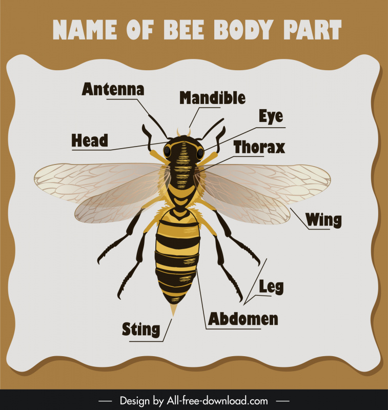 name of bee body part education template flat design