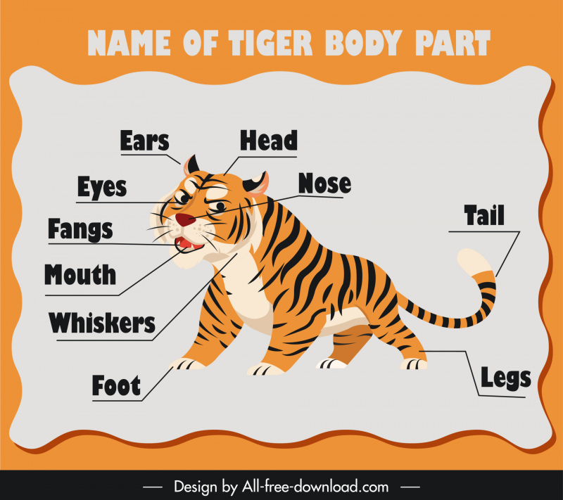 name of tiger body part education banner template cute cartoon sketch