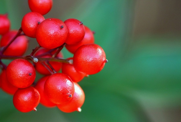 nandina berries red
