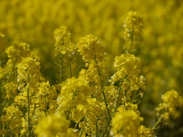 nanohana flowers yellow