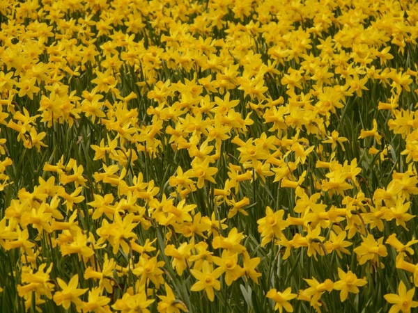narcissus daffodil flower