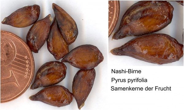 nashi pear seeds 