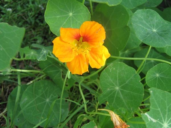 nasturtium 