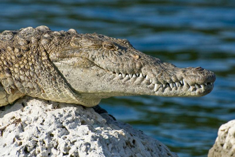 natural alligator picture relaxing scene 