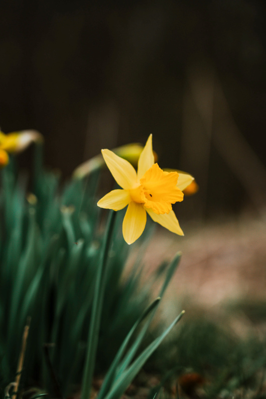 natural Daffodil backdrop picture elegant contrast closeup