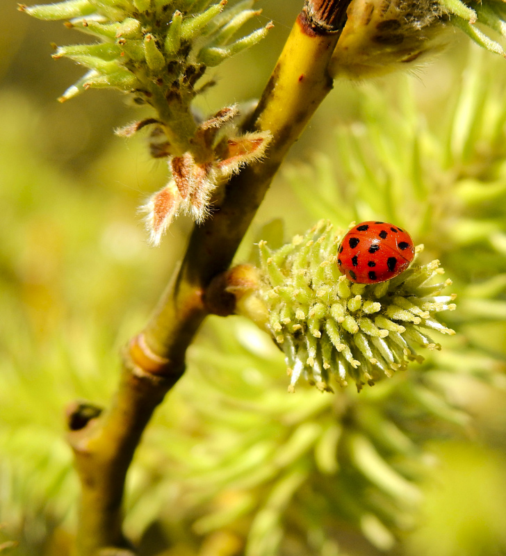 natural forest  backdrop picture ladybug branch closeup