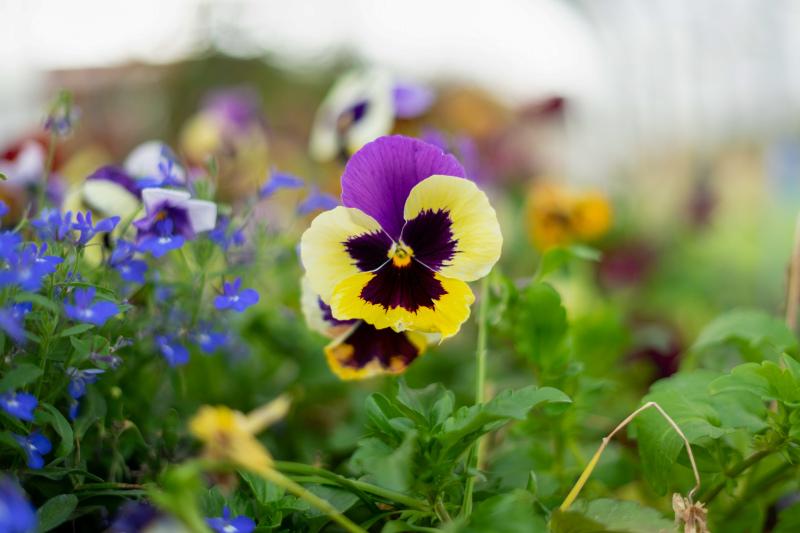 natural garden picture elegant blooming Pansy flowers 