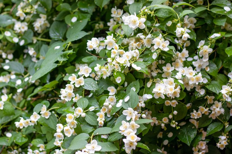 natural jasmine scenery picture modern realistic 