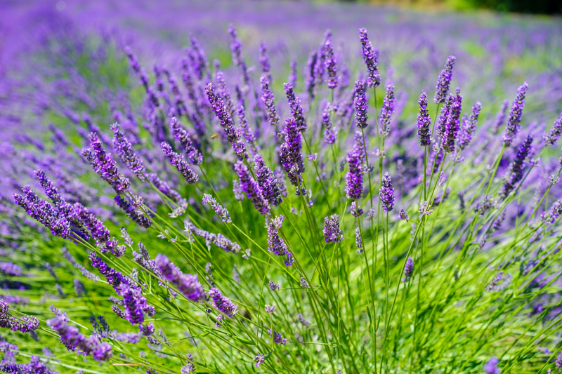 natural lavender scene picture elegant blossom 