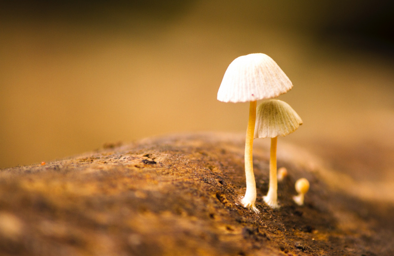 natural mushroom picture closeup tiny