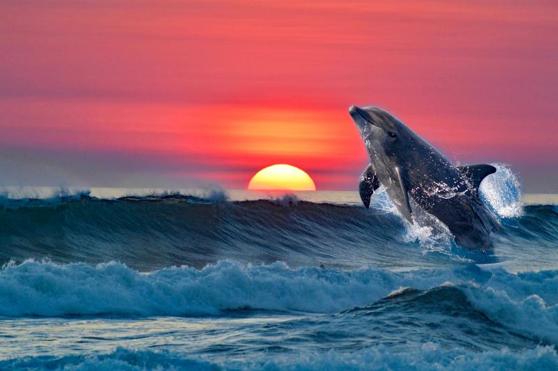 natural ocean scenery picture elegant playful dolphin sunset scene 