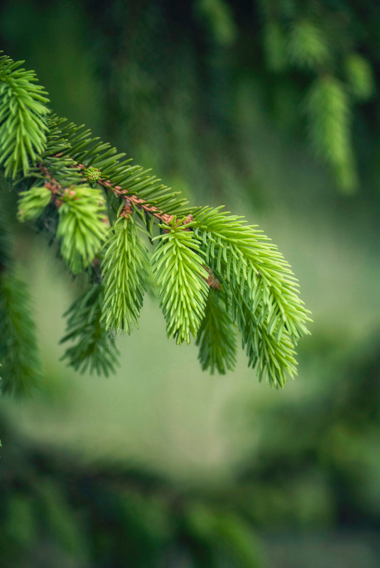 natural pine tree picture elegant closeup 
