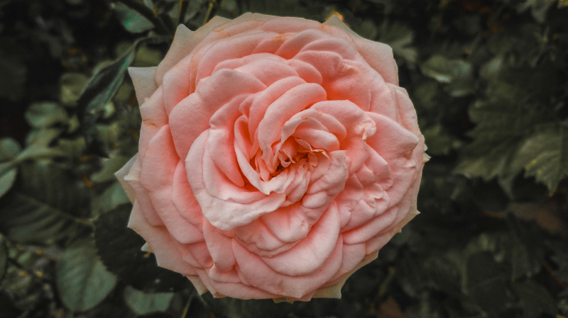 natural rose picture contrast closeup