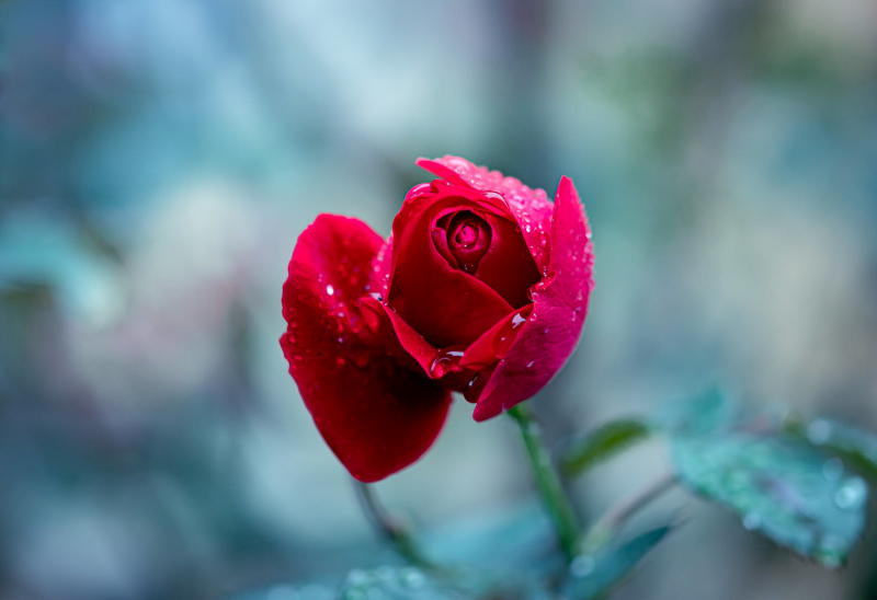 natural rose picture elegant closeup wet  