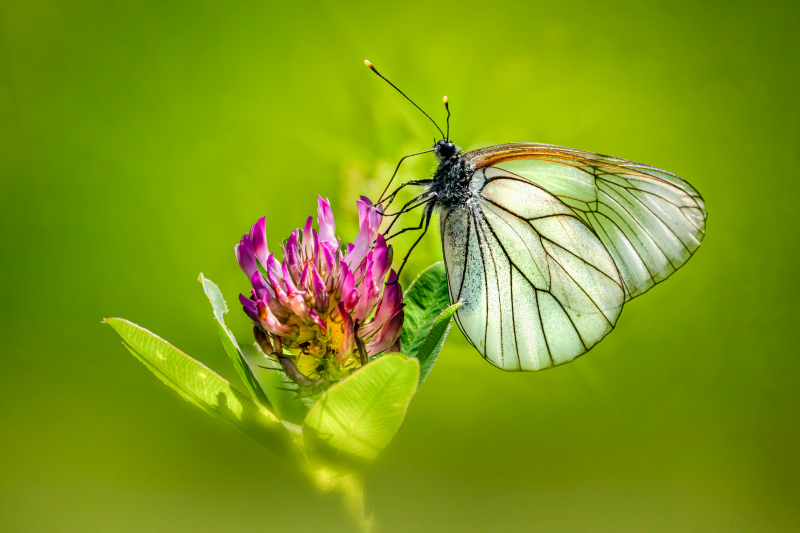 natural scene picture elegant closeup butterfly perching petal