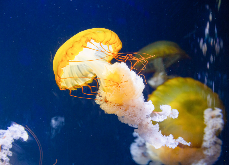 natural scenery picture swimming jellyfish 