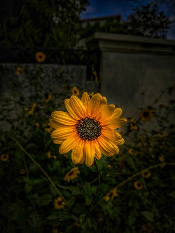 natural twilight backdrop picture classical contrast blooming sunflower  