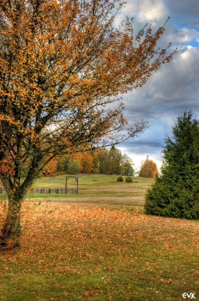 nature autumn trees